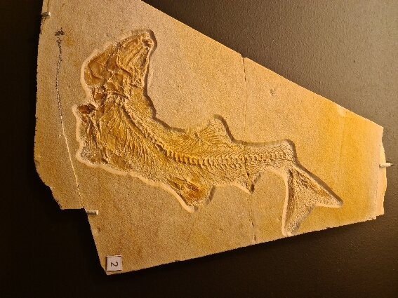 Naturkunde-Museum Bamberg-班贝格城必去景点