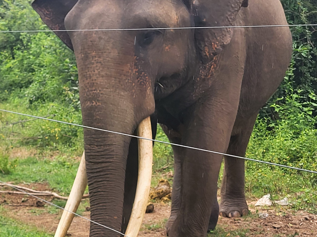 Green Lanka Travel and Tourism-Meegoda必去景点