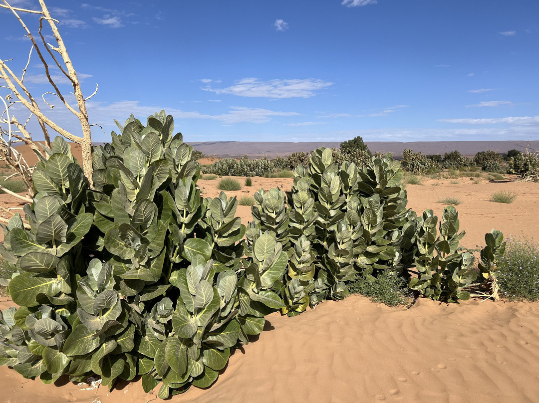 Erg Chigaga-迈哈米德必去景点