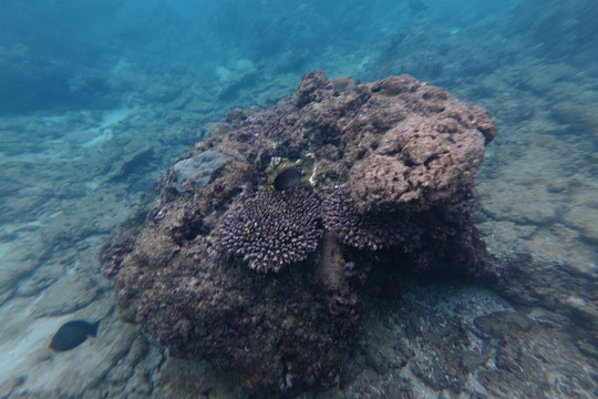 Hikkadivers 5* dive center in hikkaduwa-希克杜沃必去景点