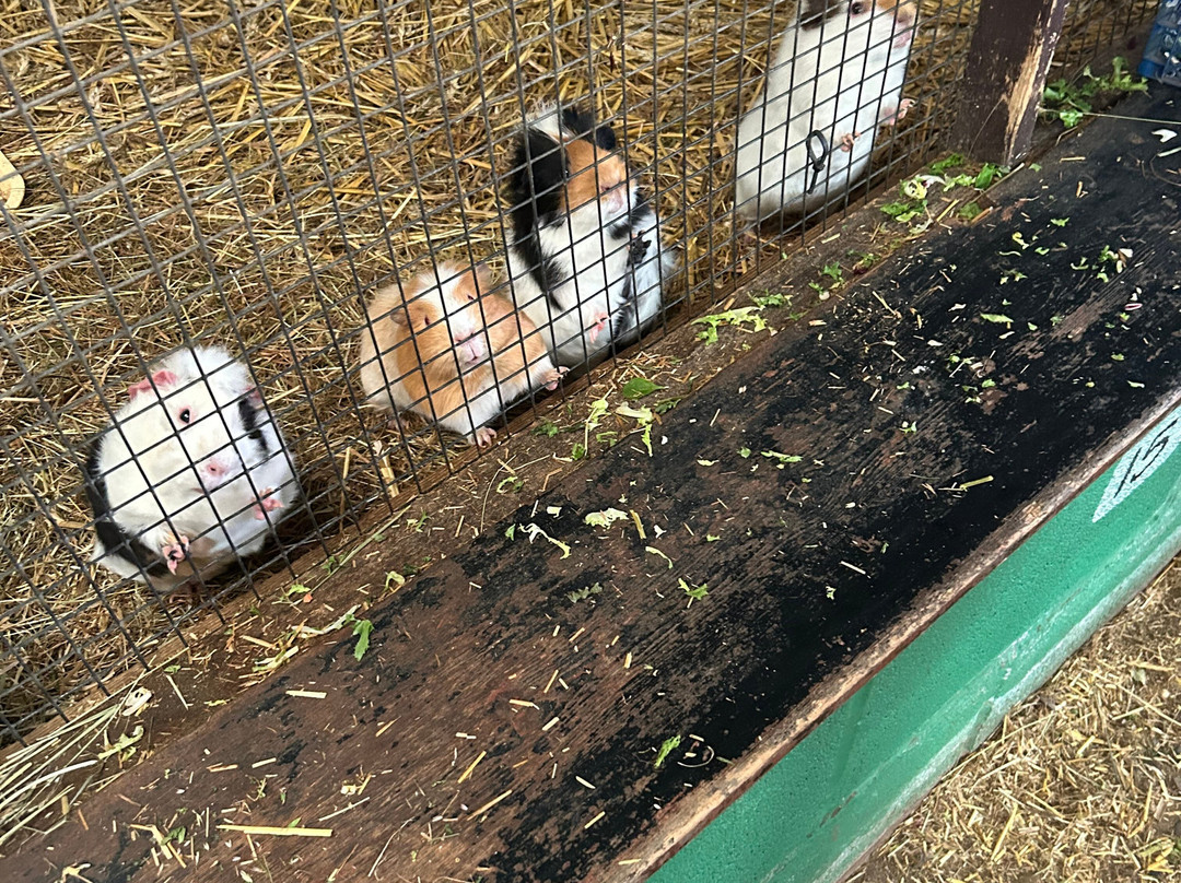 Ash End House Children's Farm-塔姆沃思必去景点