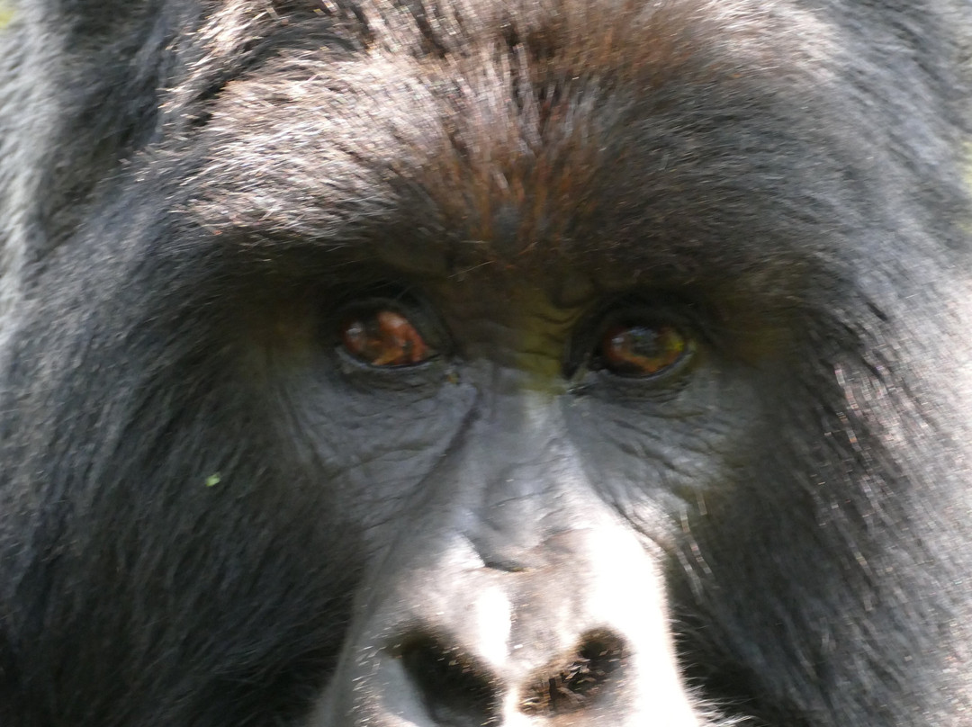 Yala Safaris Uganda-坎帕拉必去景点