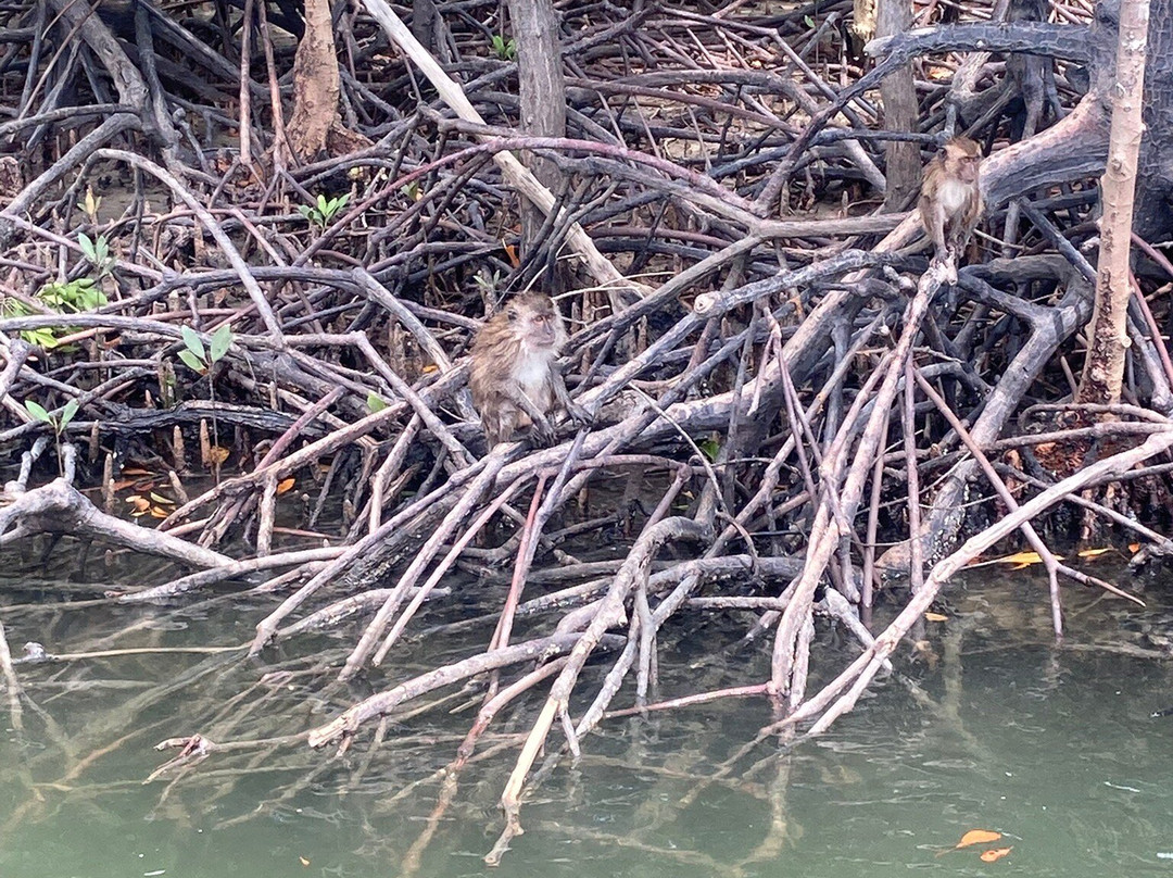 Thung Yee Pheng Mangrove Forest-兰塔岛必去景点