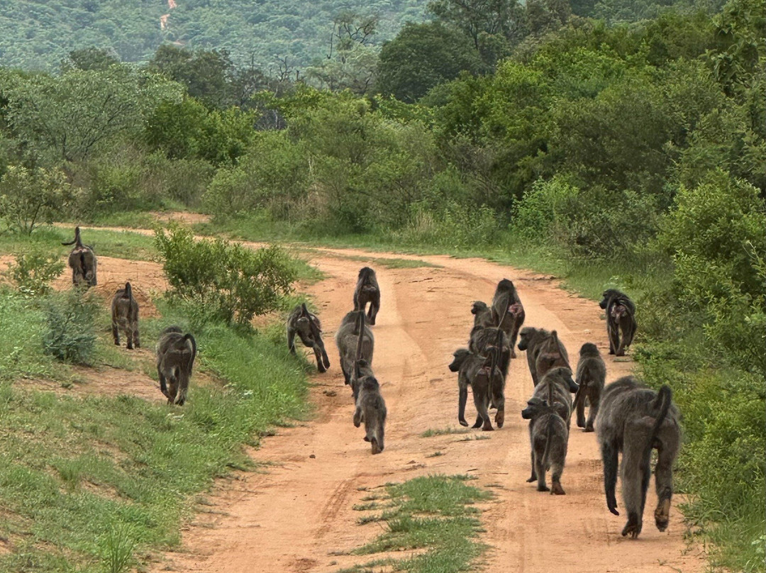 拉鲁卡野生动物园旅馆主图