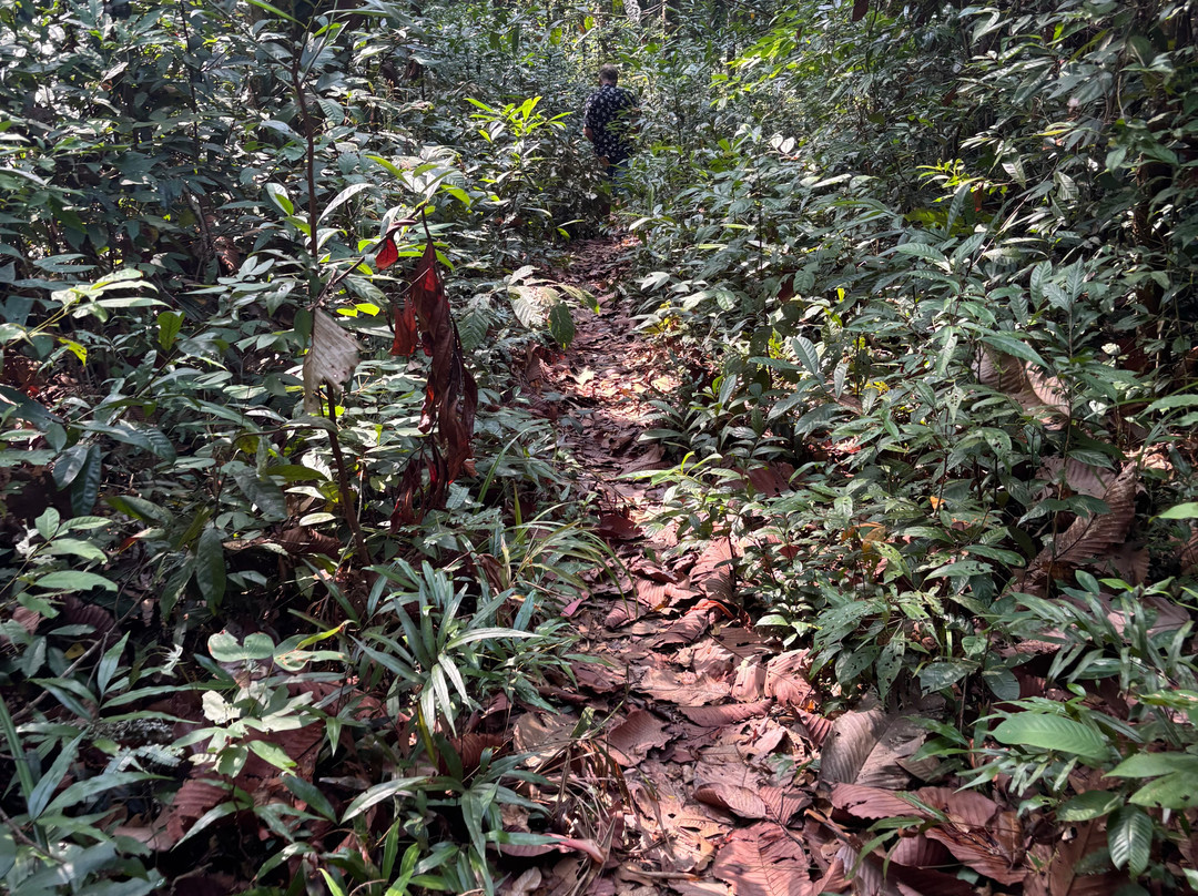 杰瑞丛林之旅-富国岛必去景点