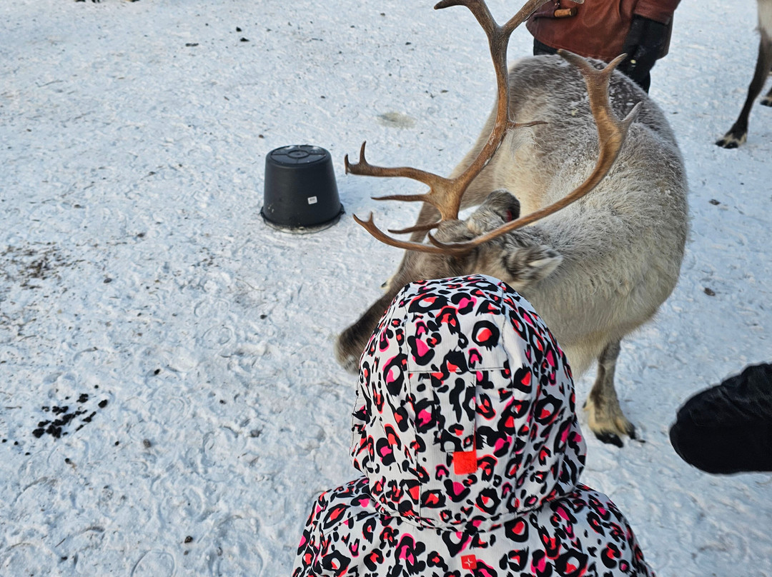 Kujala Reindeer Farm-库萨莫必去景点