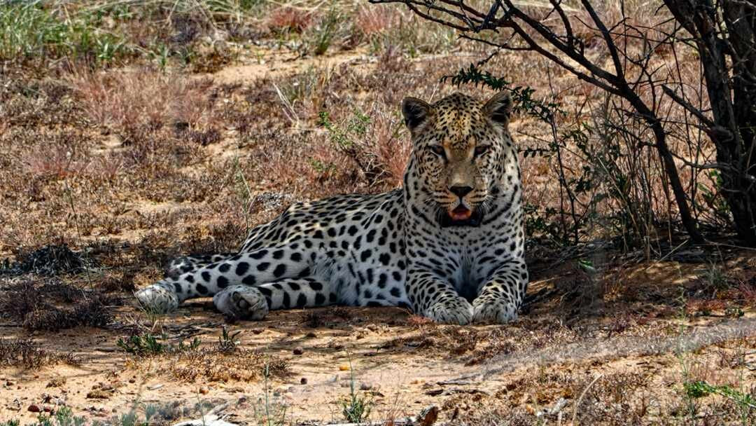Naankuse Wildlife Sanctuary景点图片