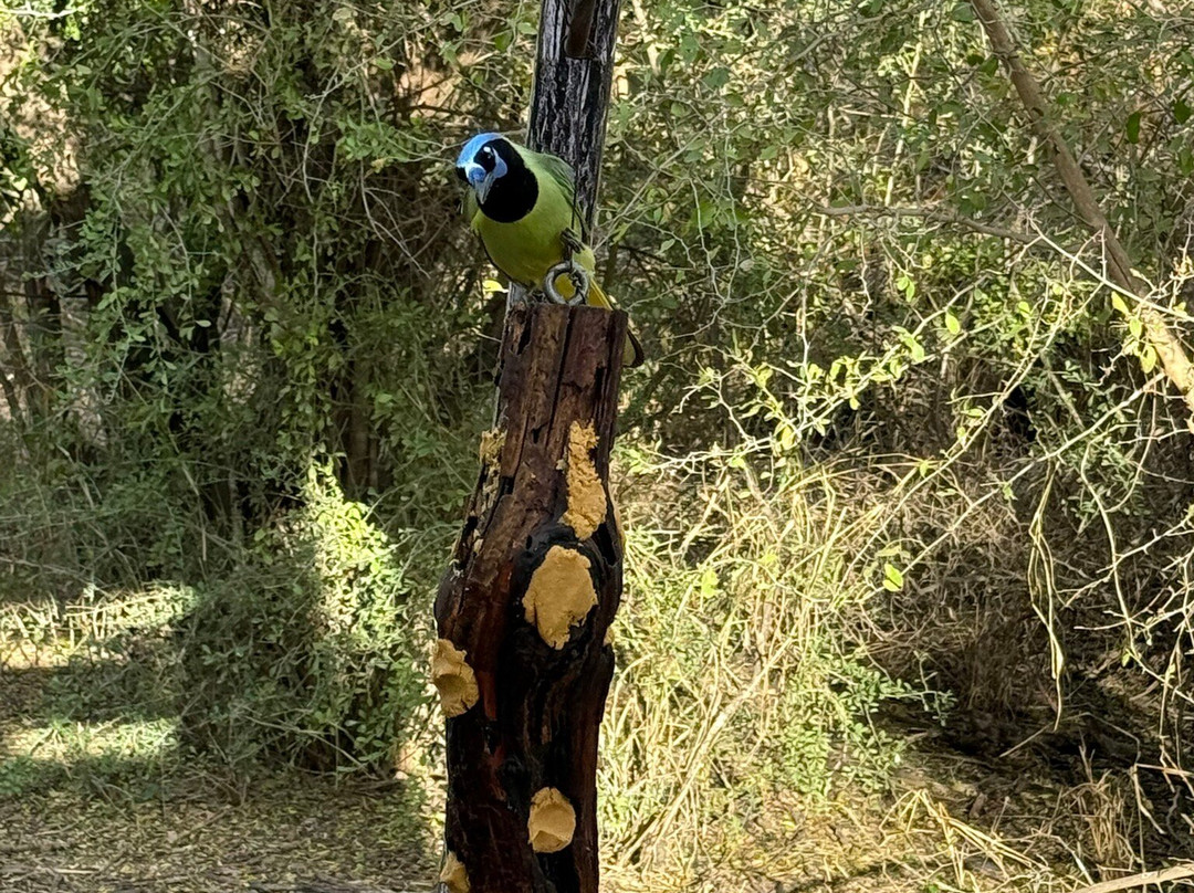 Bentsen-Rio Grande Valley State Park-Mission必去景点