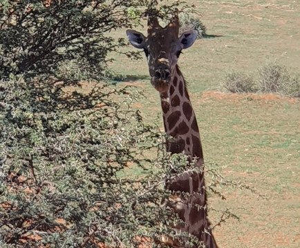 Elikya Safaris Tour-温德和克必去景点