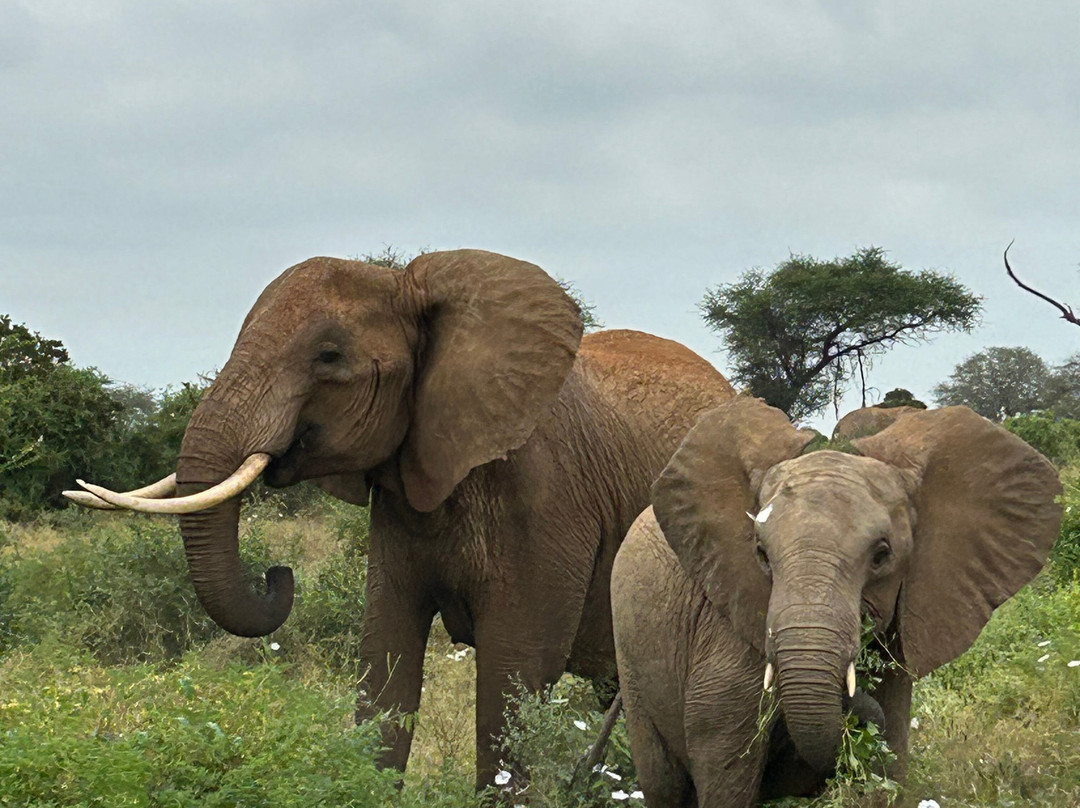 Safari Kenya Plus - Private Day Tour景点图片