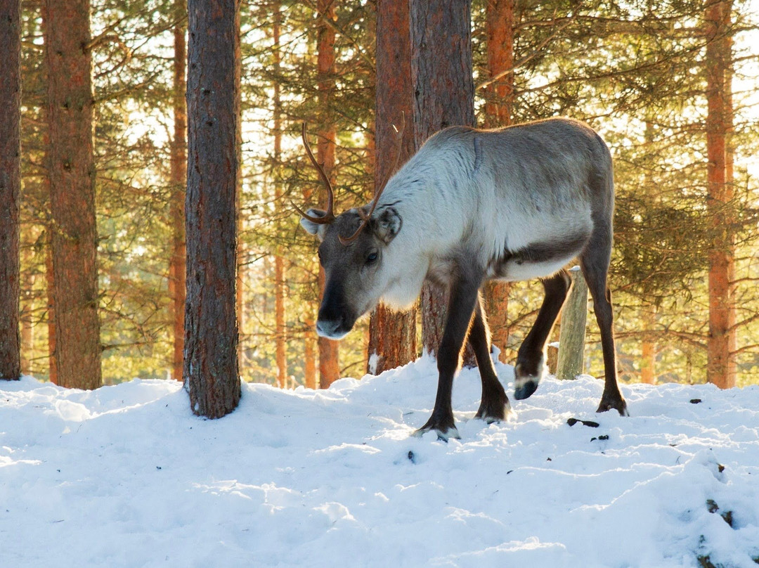 Kopara Reindeer Park-Luosto必去景点