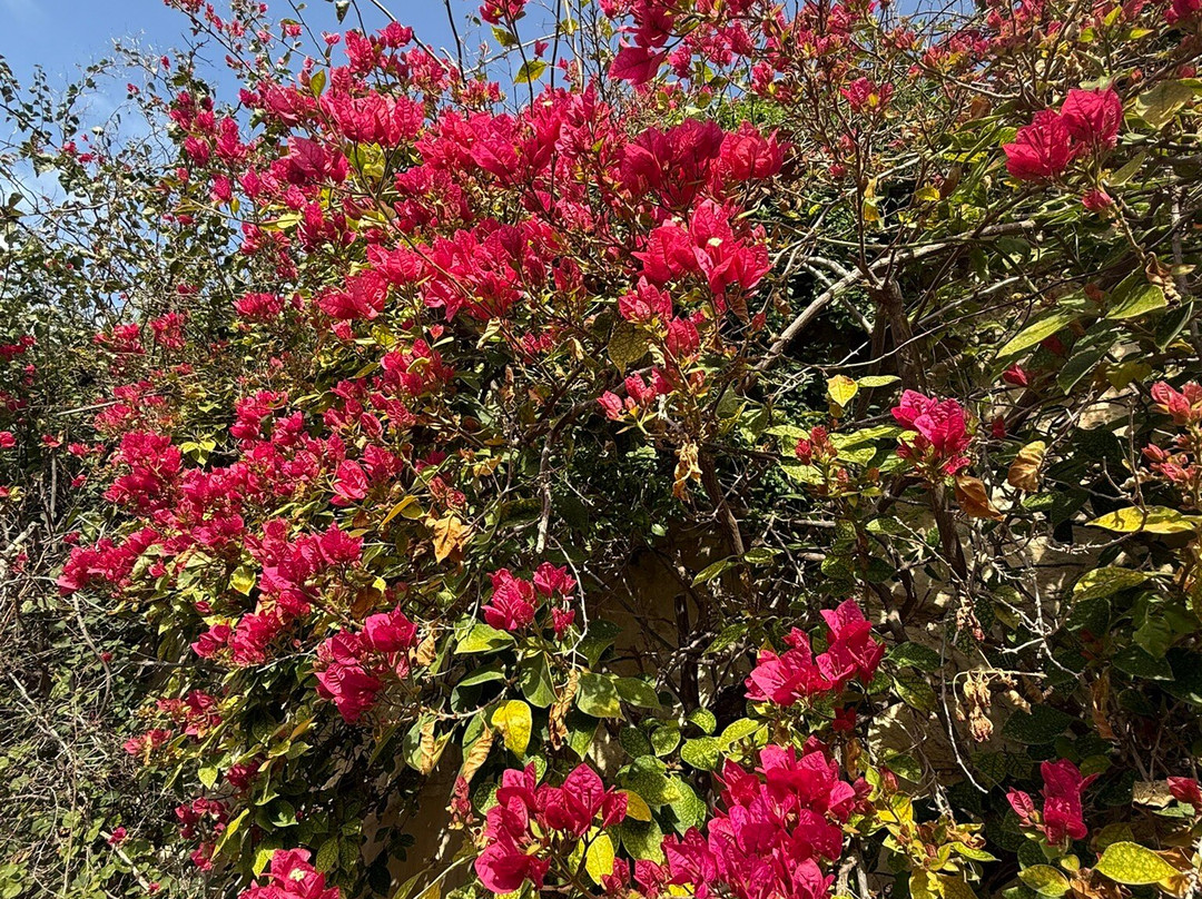 Romeo Romano Gardens景点图片