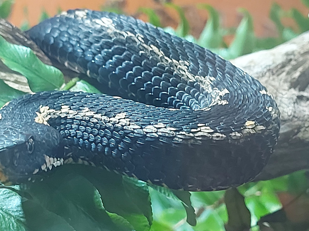 Reptilienzoo Nockalm-Patergassen必去景点