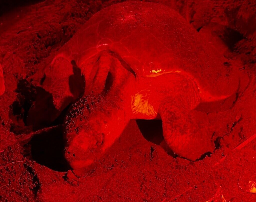 Cabinas Corozalito主图