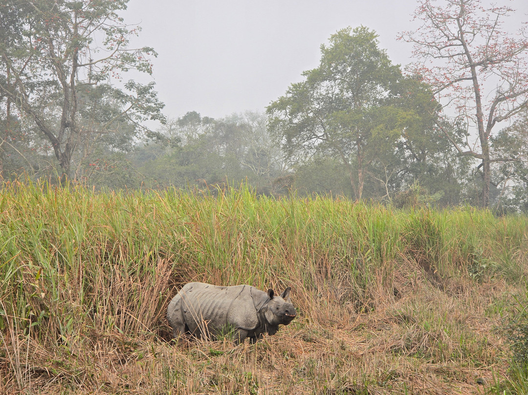 Kaziranga National Park景点图片
