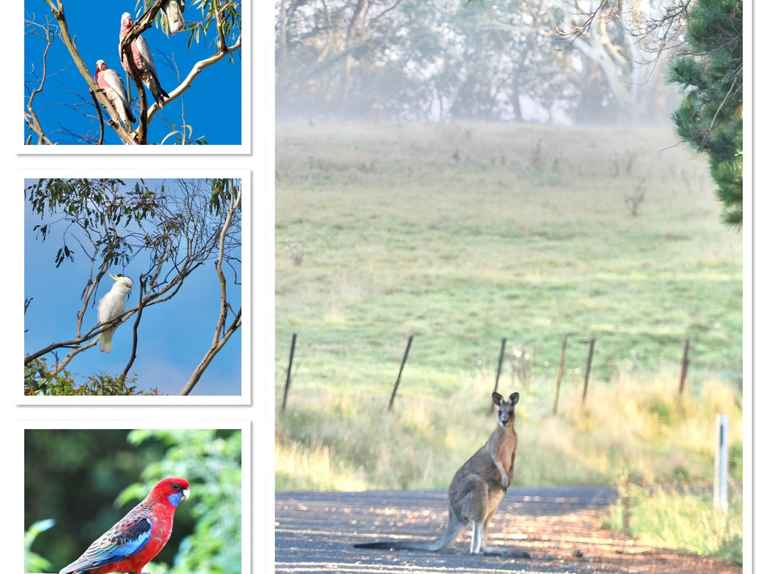 Wallerawang酒店住宿-Springmead B&B