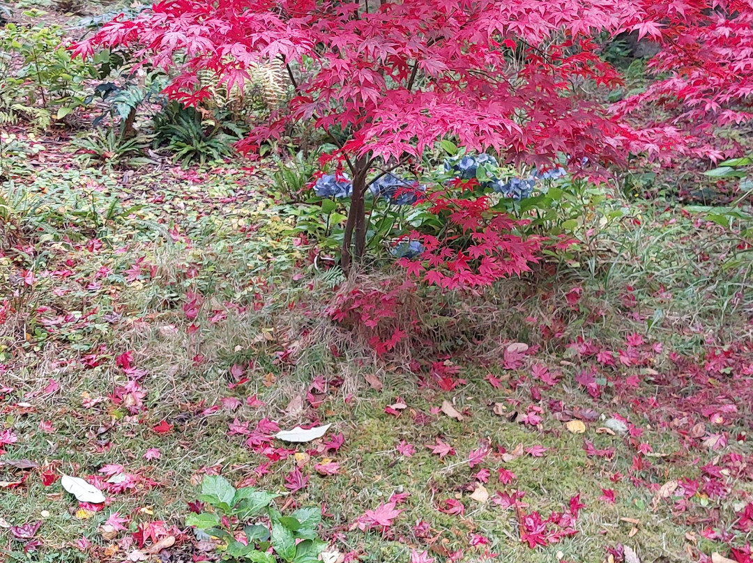 Leckmelm Shrubbery & Arboretum景点图片