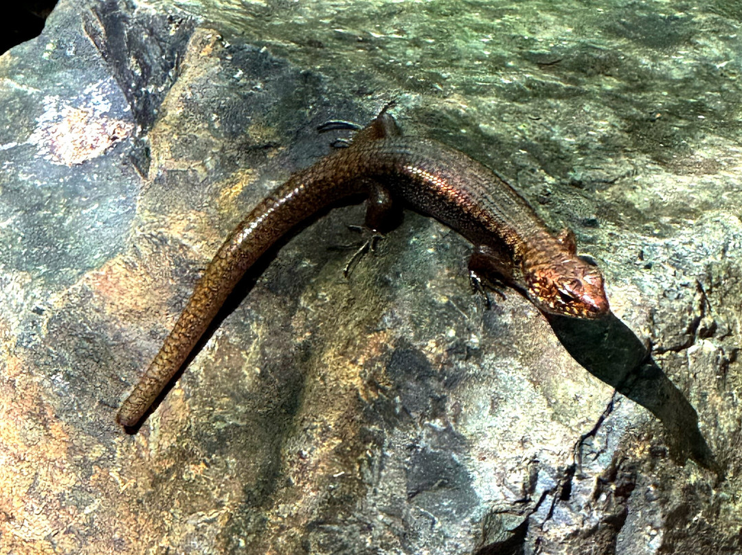 Dorrigo Rainforest Centre-Dorrigo必去景点