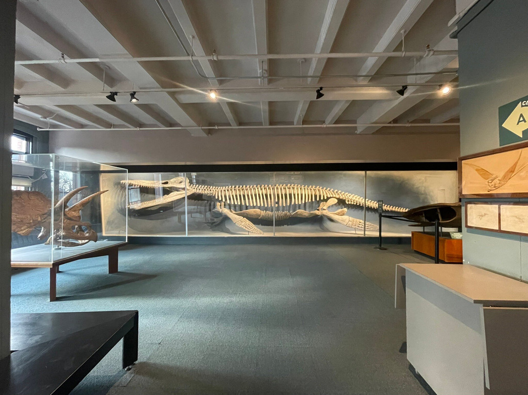 Harvard Museum of Natural History景点图片