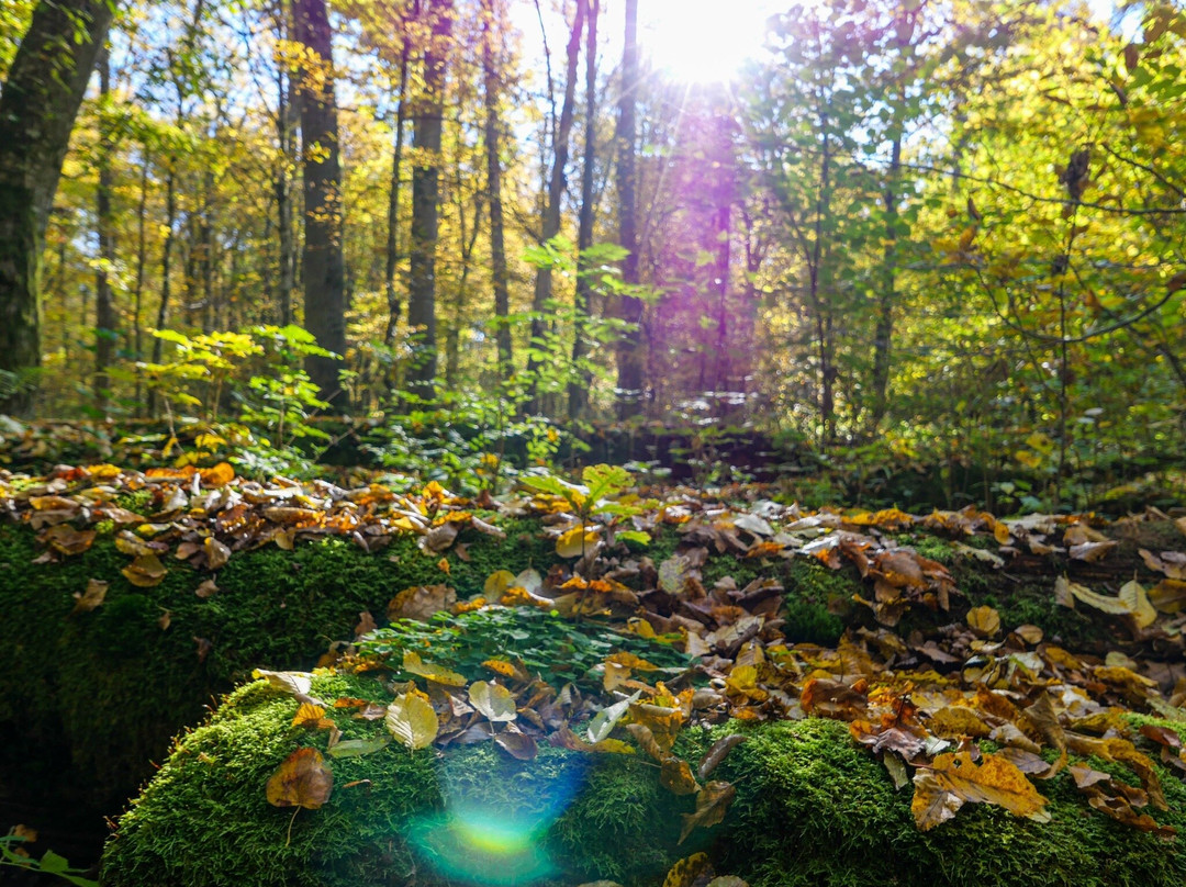 Wild Poland Wildlife Tours景点图片
