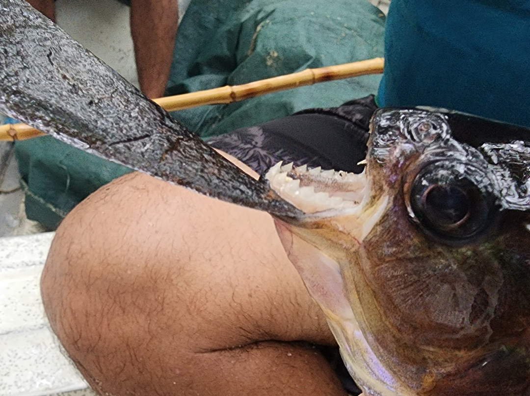 Amazon Green Island tour-Novo Airao必去景点