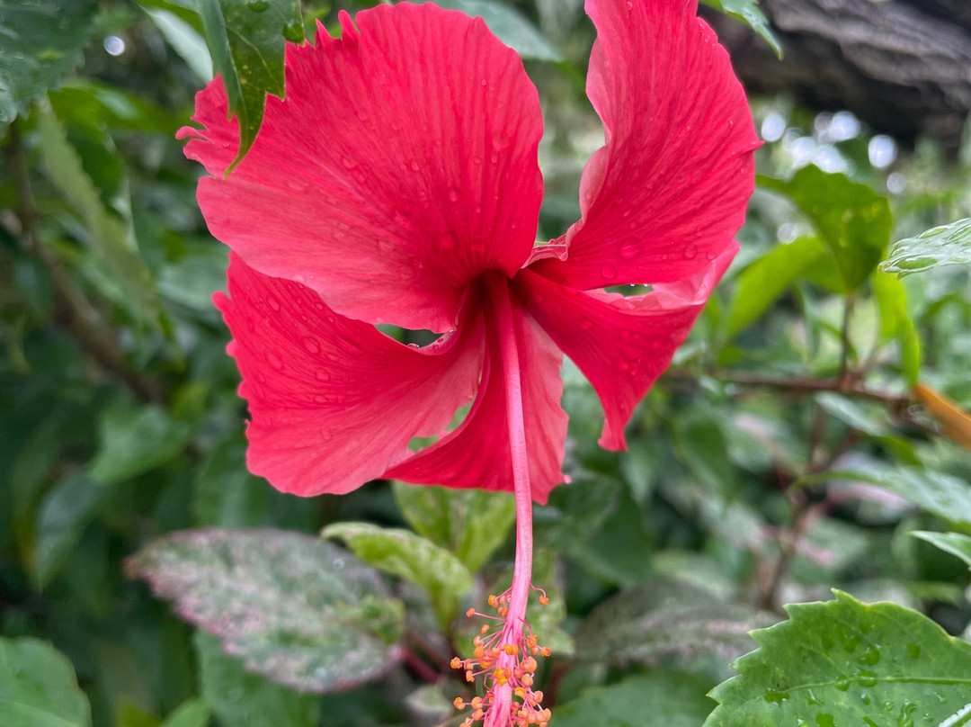 Top End Visitor Information Centre-达尔文市必去景点