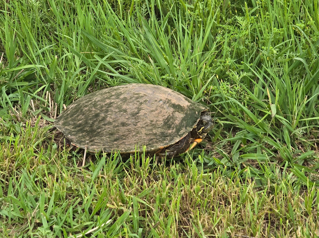 Squaw Valley Golf Course-Glen Rose必去景点