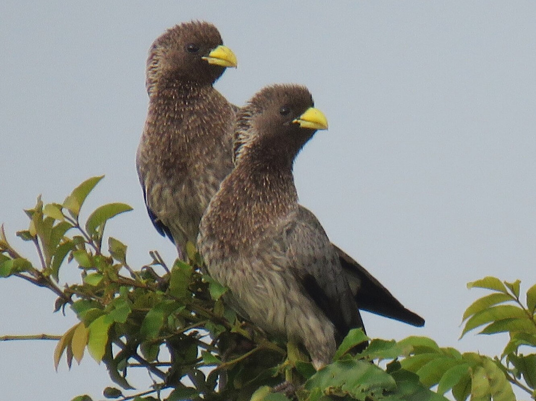 Nancy Beth Bird Sanctuary