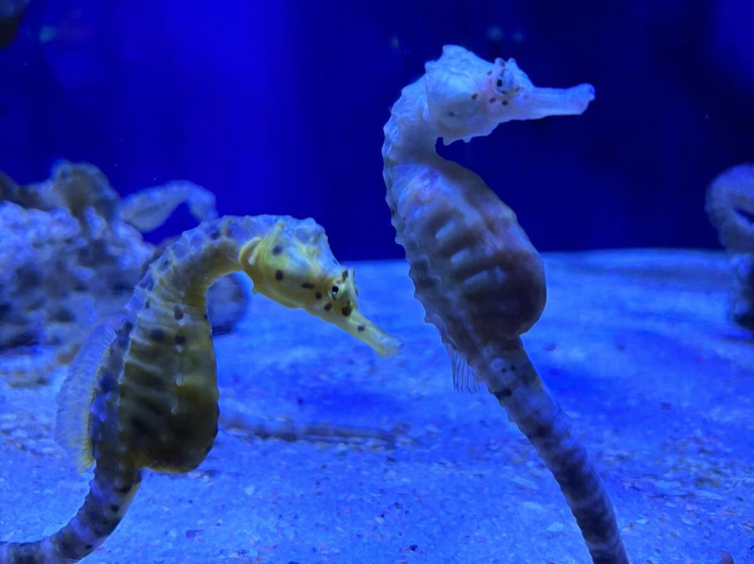 Seaquarium Institut Marin景点图片
