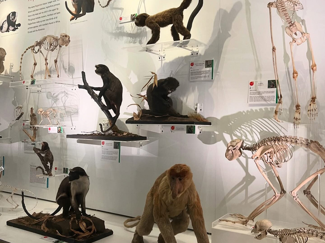 University Museum of Zoology景点图片