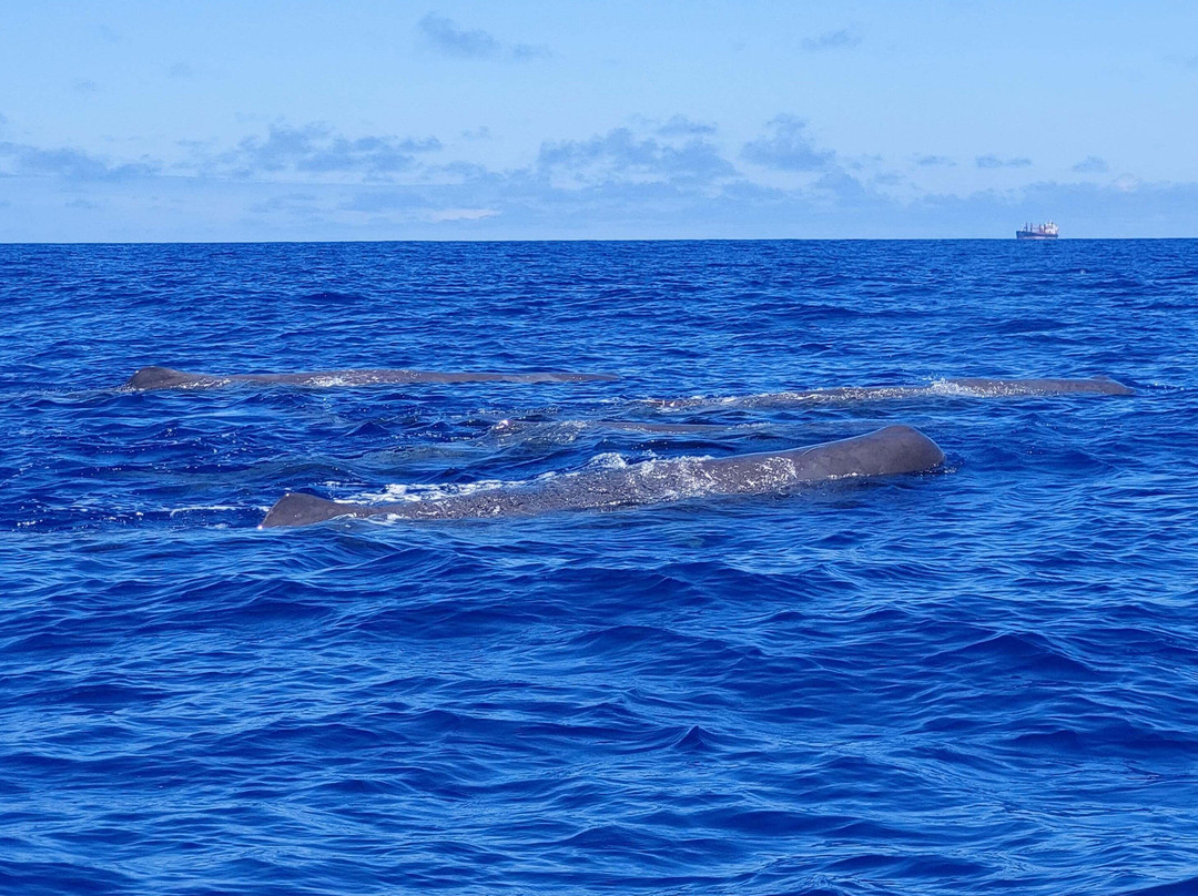 Azorean Eye - Whale and Dolphin Watching Tours in Azores