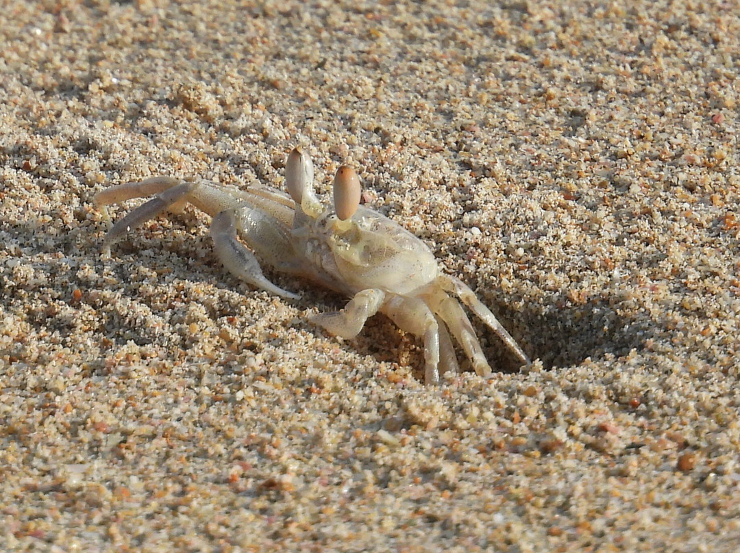 尼拉维利海滩度假酒店主图