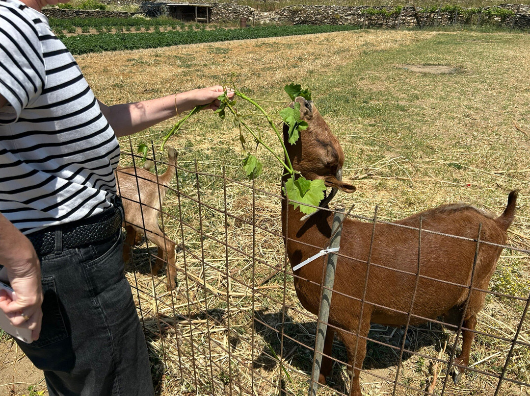 Narlis Farm-Apollonia必去景点