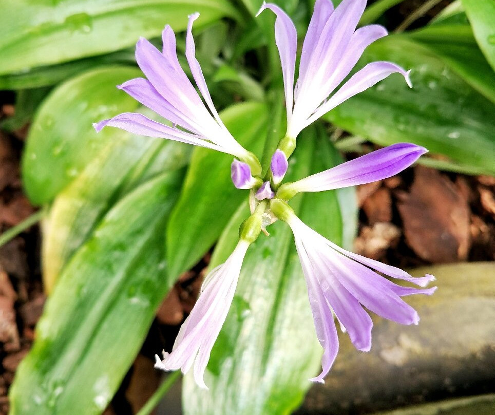 Botanical Garden, Bonn-波恩必去景点