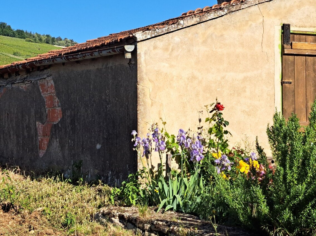 Domaine Armelle et Bernard Rion-Vosne-Romanee必去景点