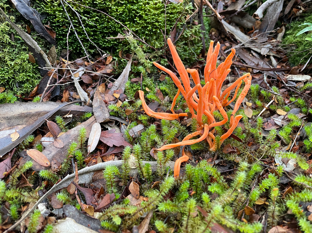 Franklin-Gordon Wild Rivers National Park-德文特桥必去景点