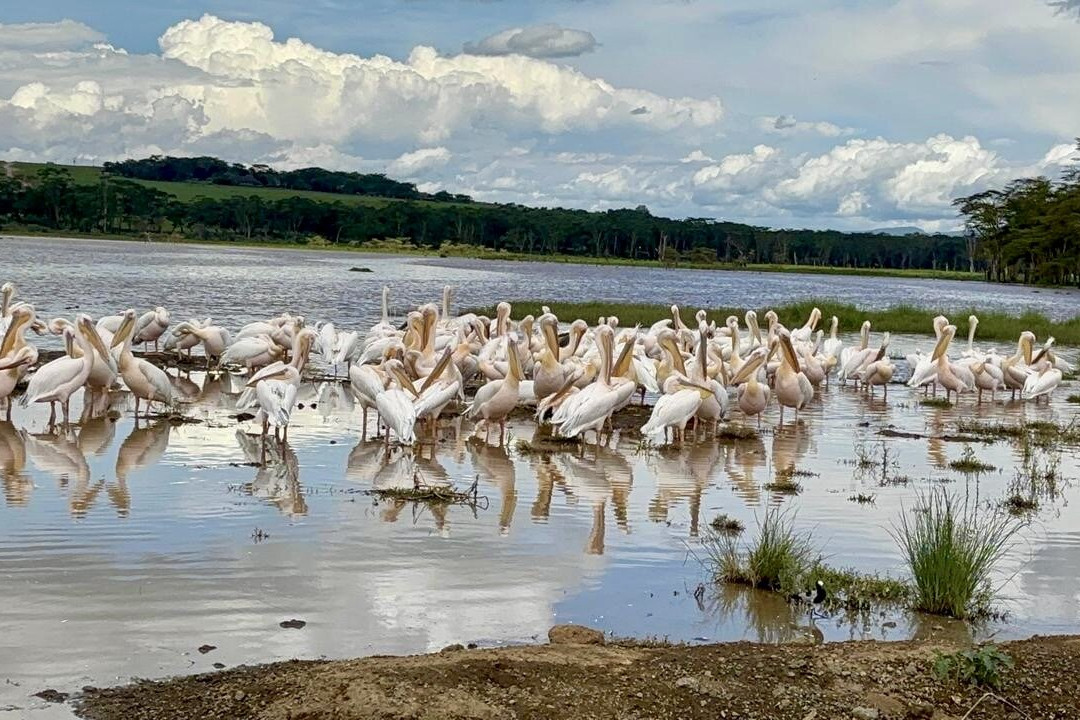 Safari Monks景点图片