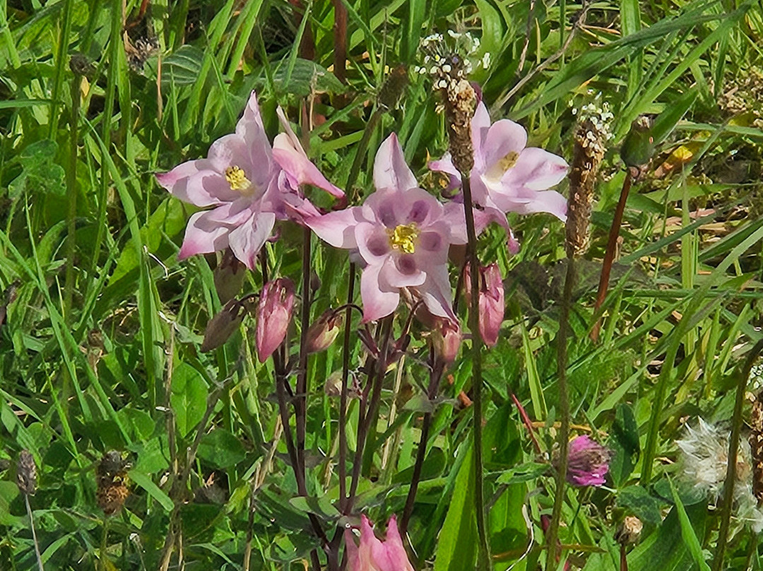 Bláthanna Fiáine Wildflower Walks