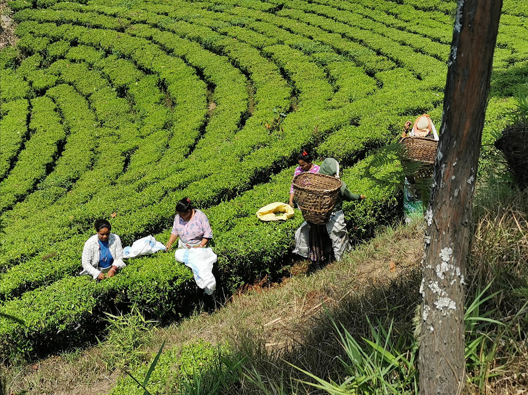 Tea Garden景点图片