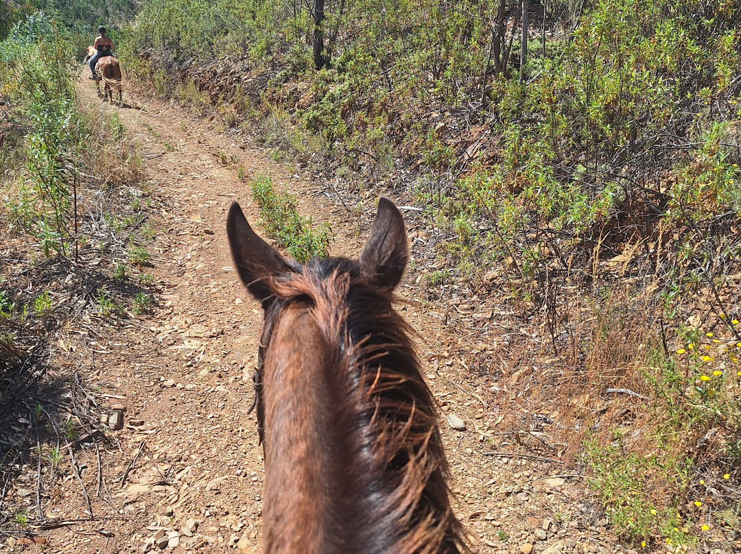 Country Riding Centre-Silves必去景点