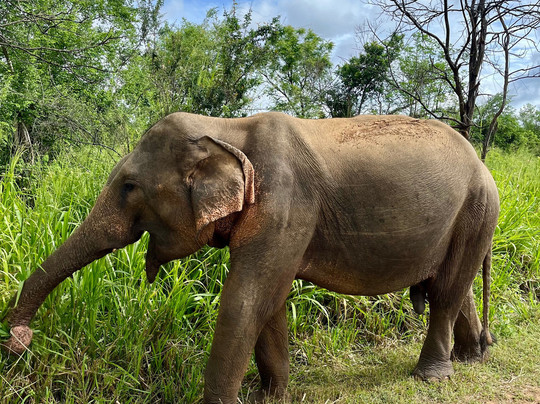 Roshan Travels & Tours-Koswatta必去景点