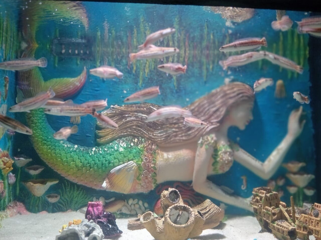 Aquarium Paradise景点图片