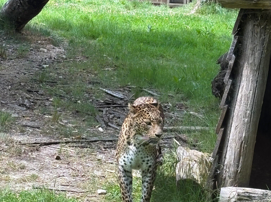 Parc Zoologique Cerza景点图片