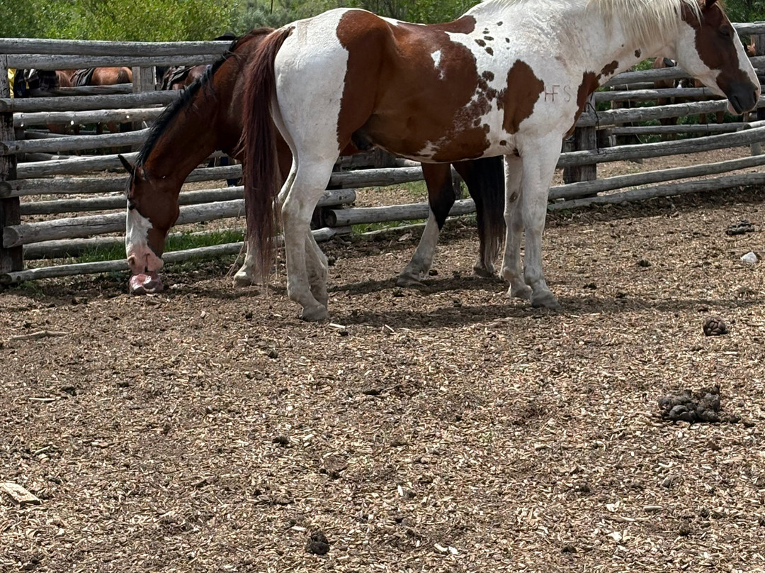 Yellowstone Horses - Eagle Ridge Ranch-艾兰帕克必去景点