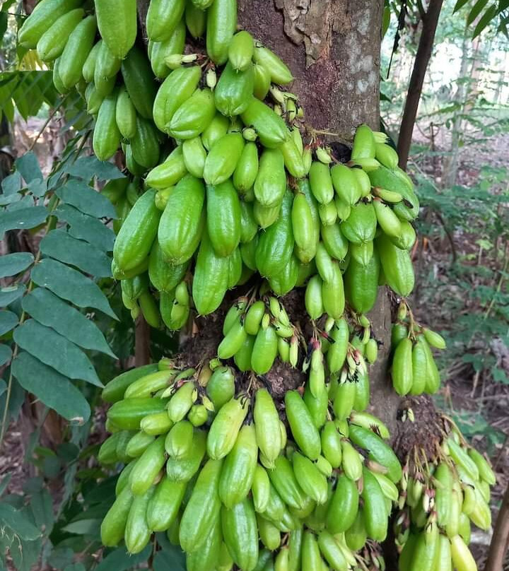 The Hill Kidichi Spice Farm-桑给巴尔岛必去景点