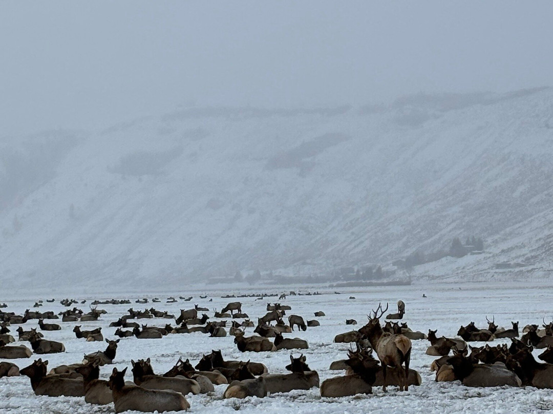 国家麋鹿保护区-杰克逊必去景点