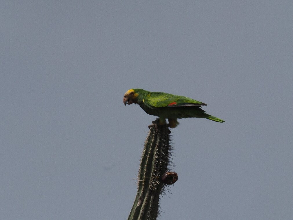Washington-Slagbaai National Park Visitor Center Museum-Washington-Slagbaai National Park必去景点