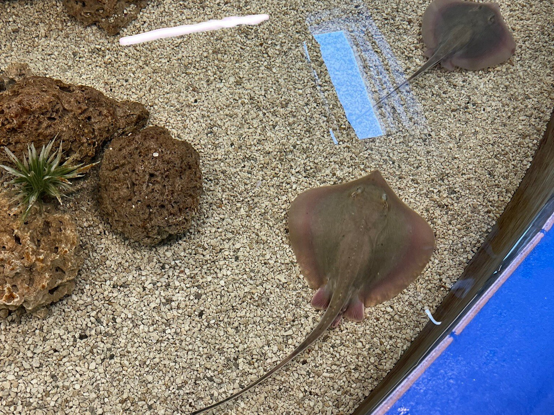 Navarre Beach Sea Turtle Conservation Center-纳瓦拉必去景点