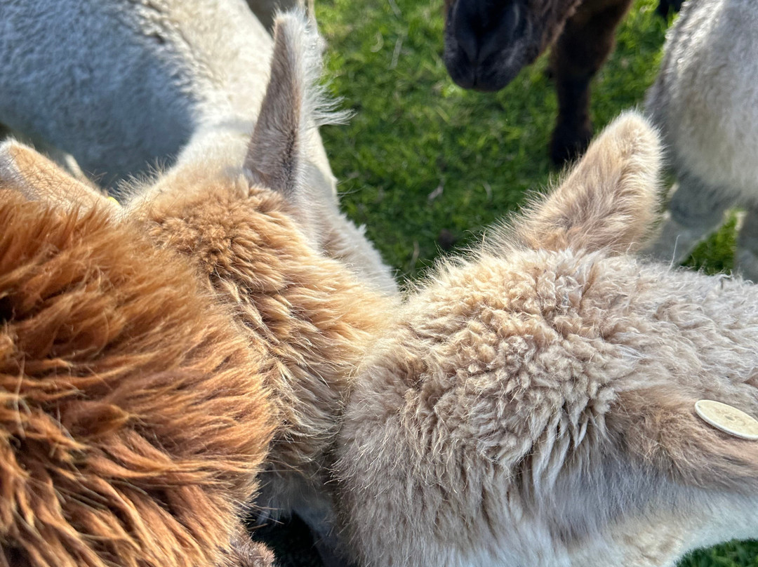 Softfoot Farm & Wildlife Park-Hindmarsh Valley必去景点