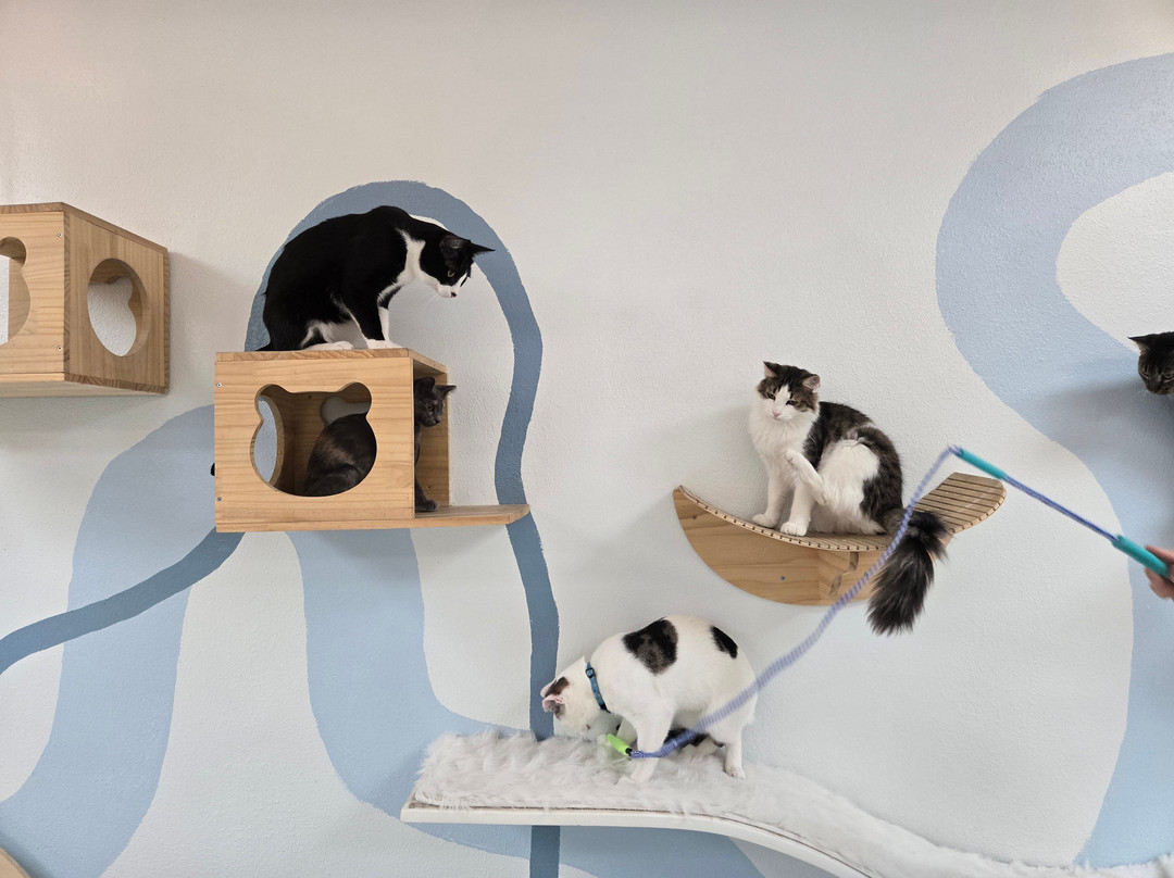 Save the Meow Meows Cat Lounge-Yucca Valley必去景点